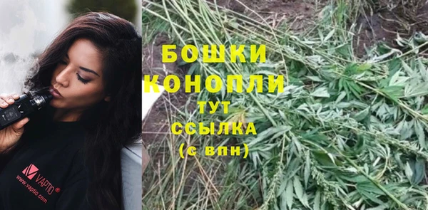 шишки Верея