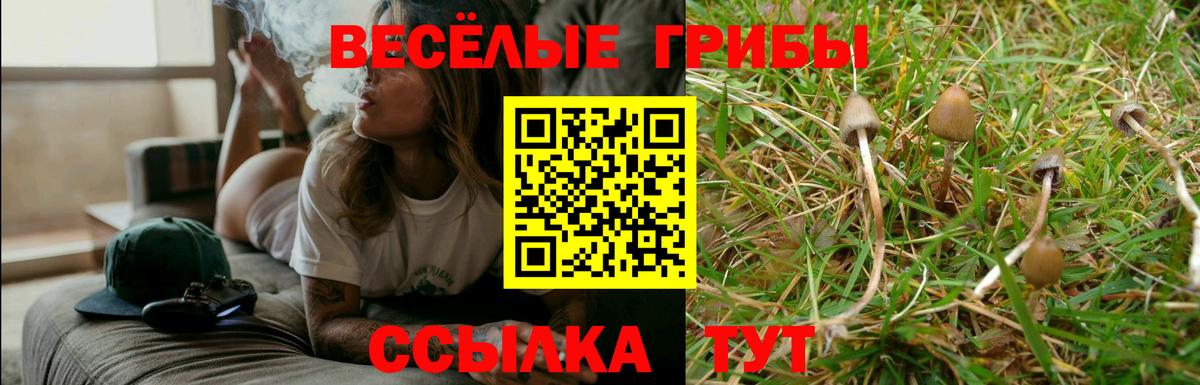 Галлюциногенные грибы Psilocybe  Вход с VPN  Сальск 
